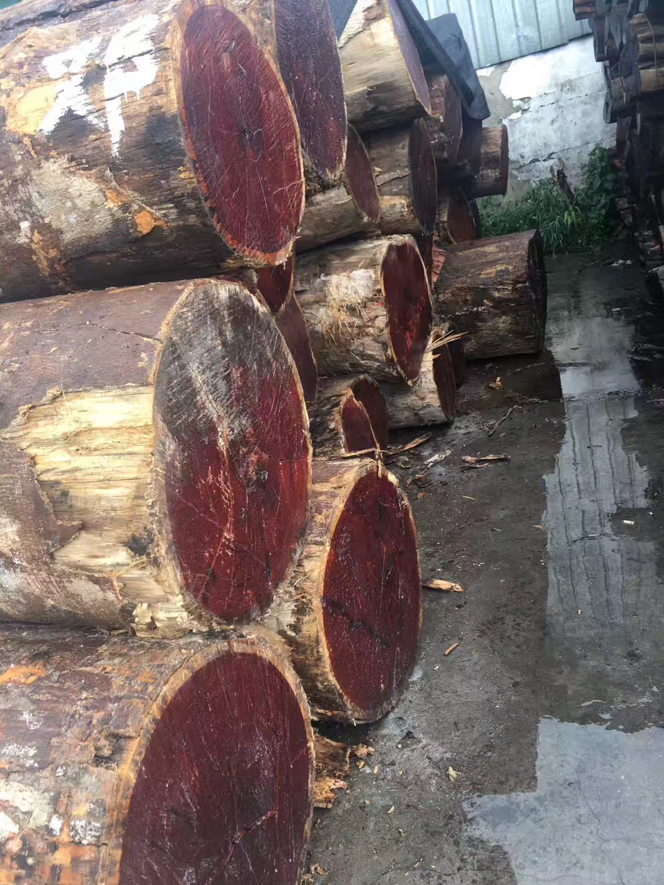 红檀香 香脂木豆 原木 南美香花梨