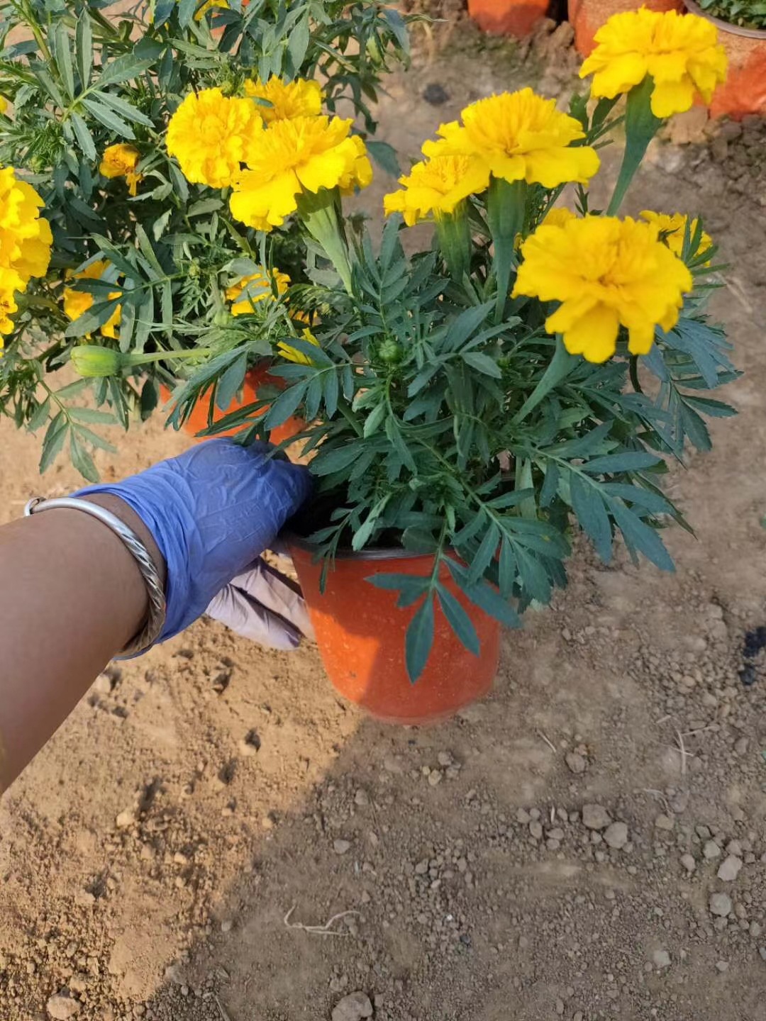 120双色盆孔雀草容器苗 黄色橘红色孔雀草营养杯苗批发价格