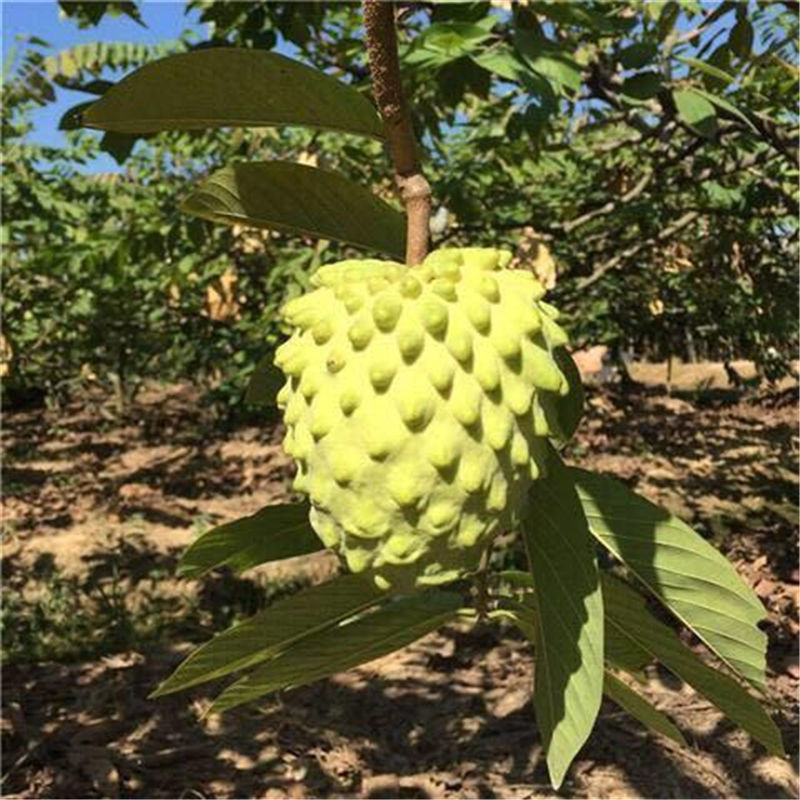 台湾品种凤梨释迦果番荔枝佛头果摩尼果新鲜孕妇水果一件代发