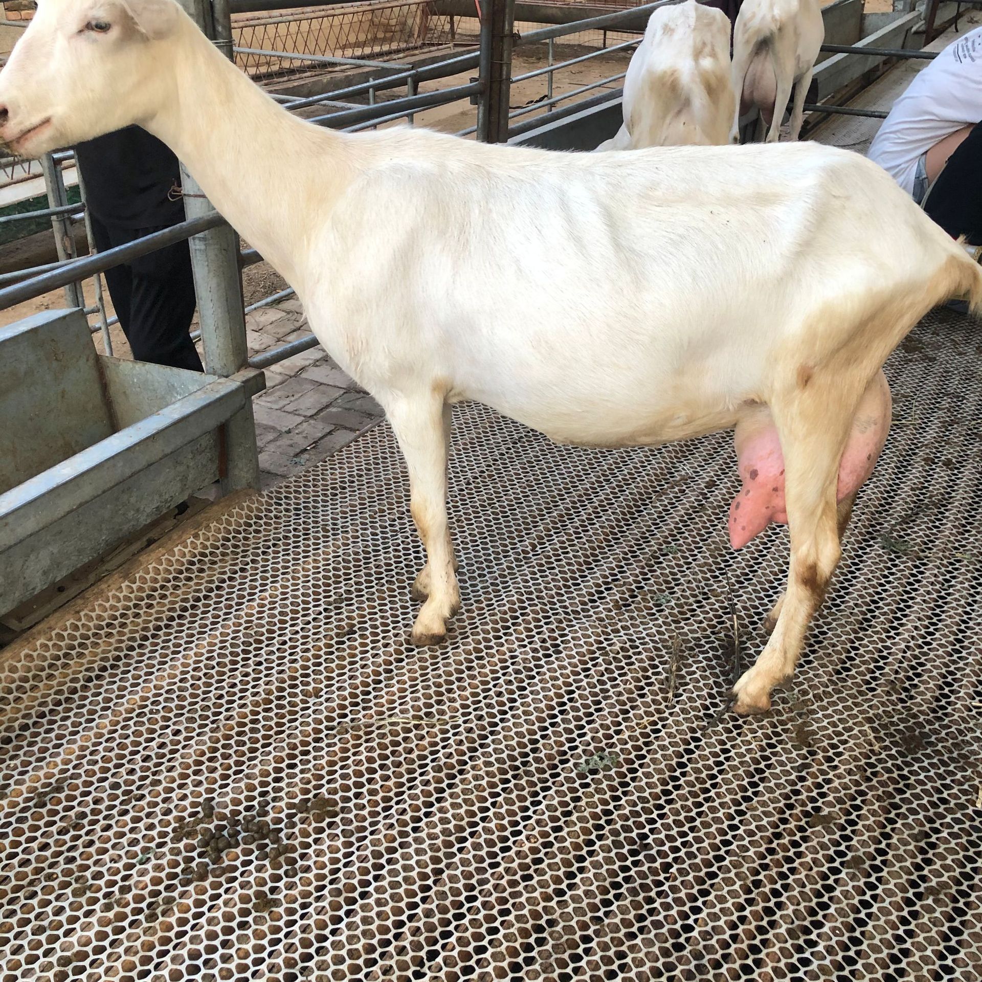 奶山羊哪个品种好小奶山羊多少钱一只撒能奶山羊种羊