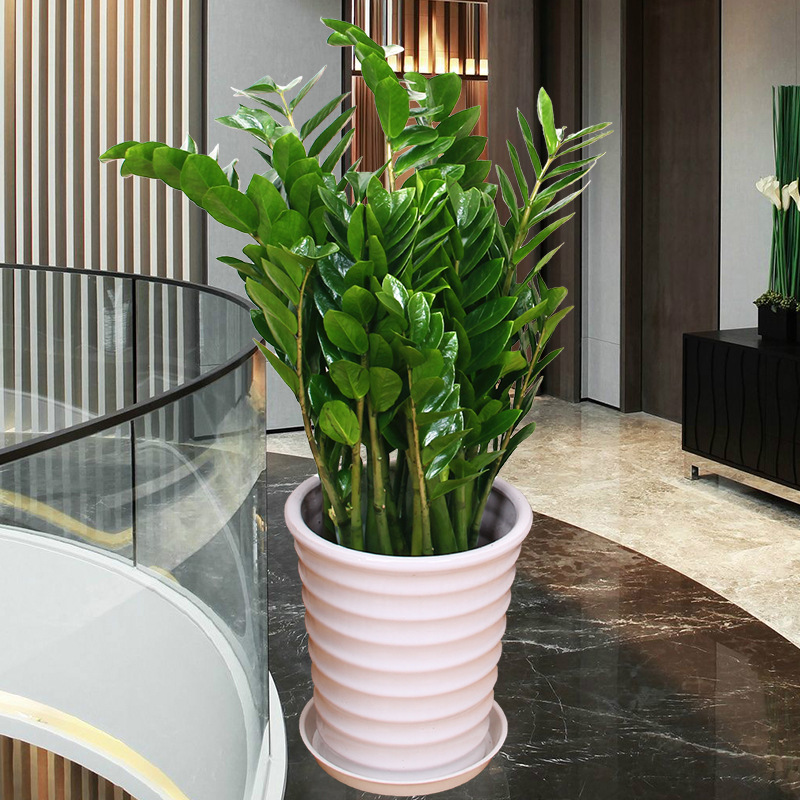 摇钱树四季长青室内盆栽绿植 金钱树盆景花卉 吸甲醛观叶招财植物