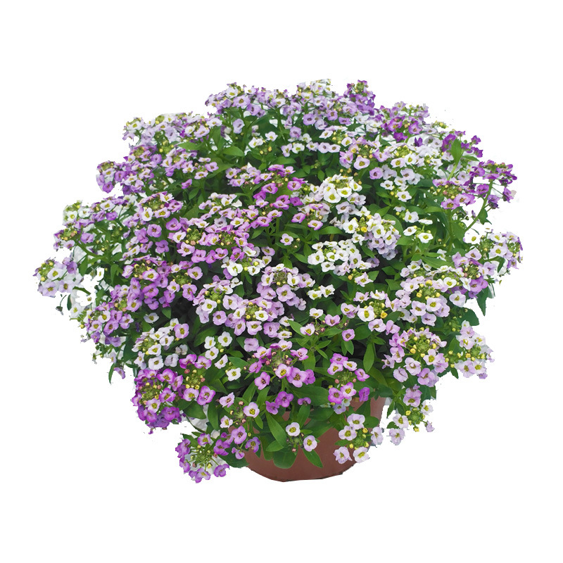 香雪球花种子籽室外庭院多年生耐寒花卉花籽地被花海室内阳台垂吊