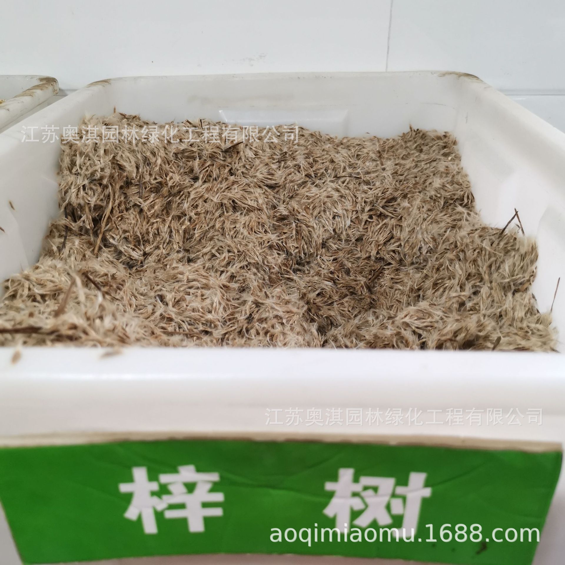 梓树种子 楸树 金丝楸种子 臭梧桐黄花楸水桐楸河楸梓桐 货到付款