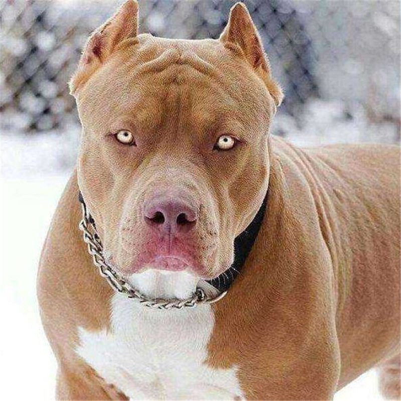 出售比特犬幼犬活体大骨架比特犬纯种斗狗幼犬活体巨型犬猎犬比特