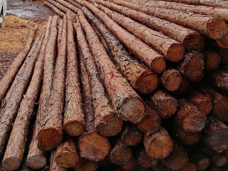 松木桩6米大桩广东佛山枞桩圆木桩木尖防汛建筑木方打木桩