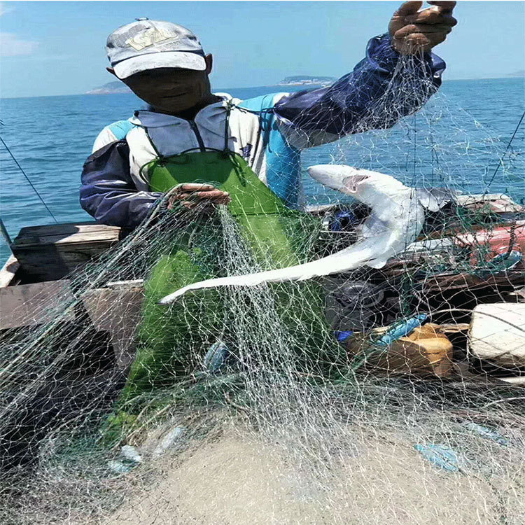 新鲜鲨鱼鲜活小白鲨速冻深海捕捞东山岛小鲨鱼产地渔船直发