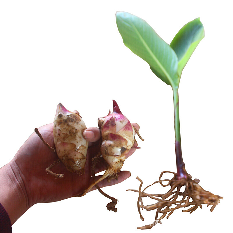 批发水生植物庭院大花美人蕉种根宿根花坛花卉当年开花 净化水体