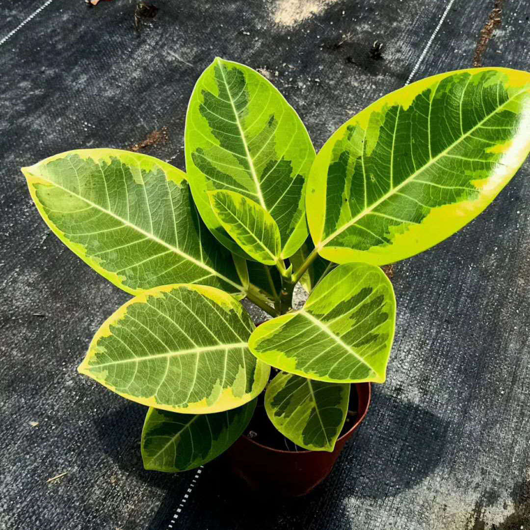 【基地直供】观叶植物盆栽花卉 居家花卉盆栽绿植 110#富贵榕