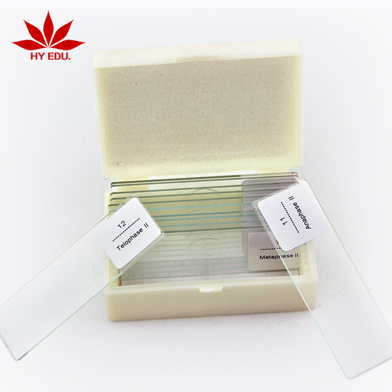 科研专业洋葱染色洋葱单倍体切片二倍体切片四倍体切片