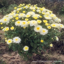 菊花苗 盆栽庭院花卉绿植四季菊花 当年开花菊花 食用菊花苗