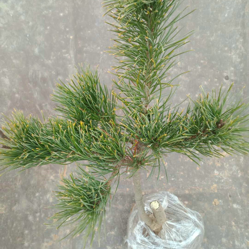 苗圃五针松小苗  短针嫁接五针松苗 大阪松原生树五针松盆景