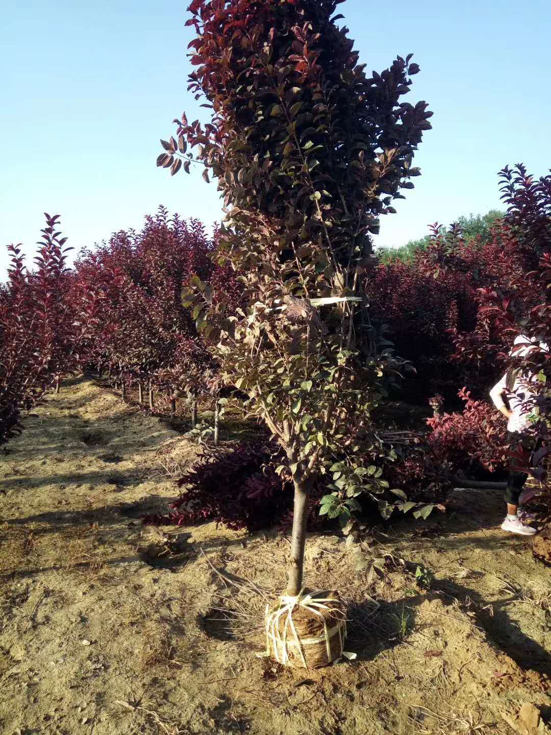 苗圃出售假植苗木红叶李小苗56公分红叶李价格量大价优