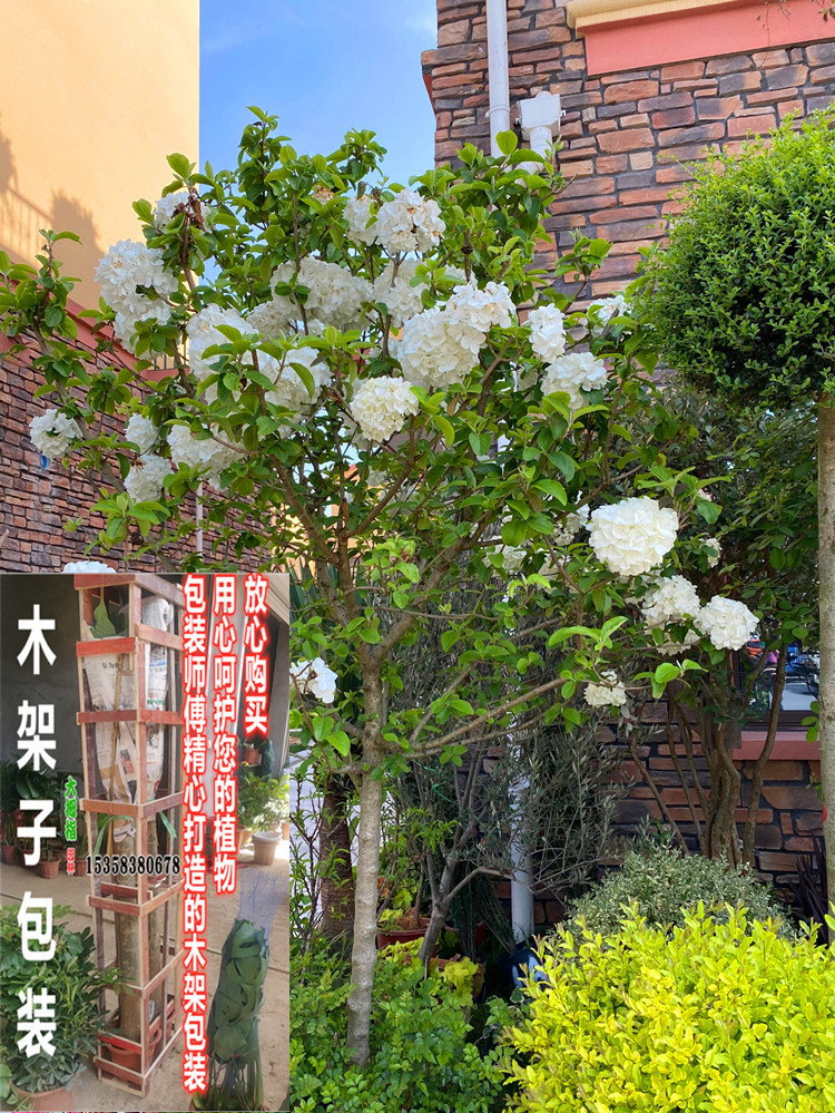 木绣球树苗大花斗球麻球中华斗球树苗中华白马球别墅庭院风景树苗