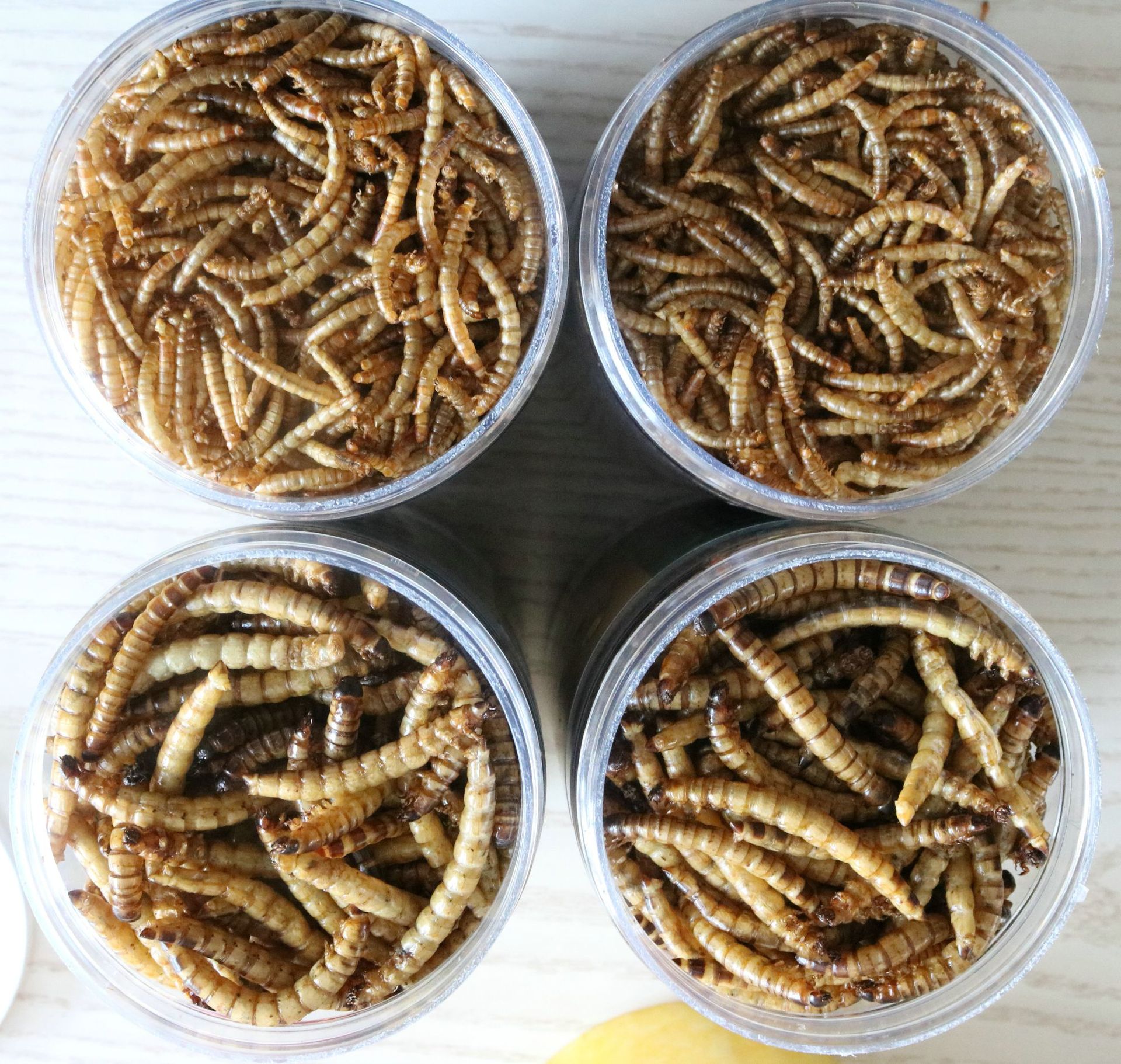 厂家面包虫干宠物零食760ml罐装大麦虫干黑水虻仓鼠松鼠食物批发