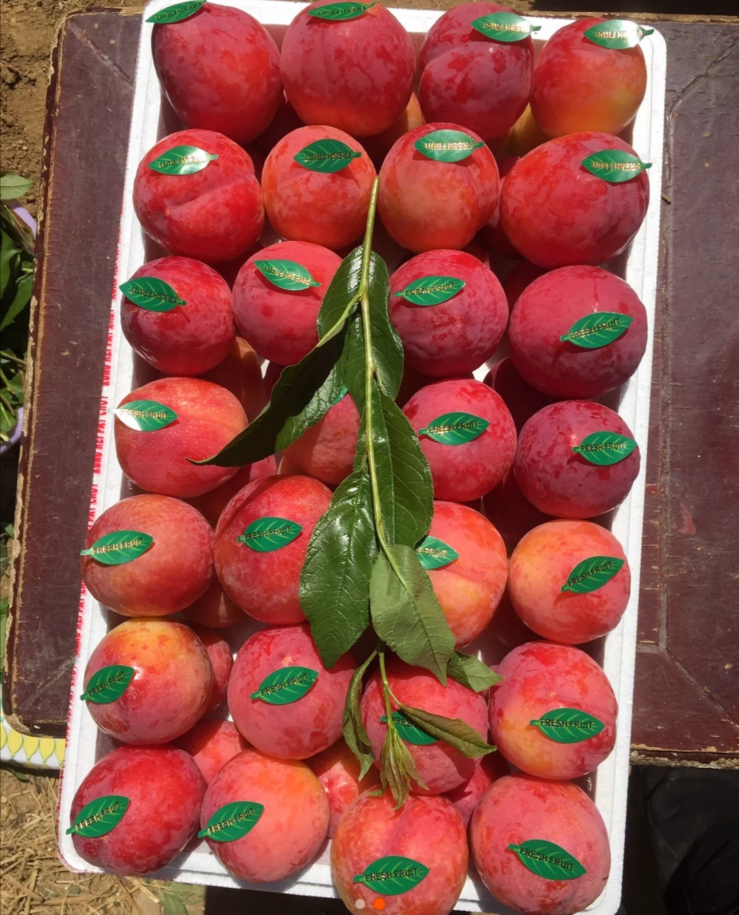 幸运李子苗 南北方种植 盆栽地栽李子苗 保护地陆地栽培李子苗