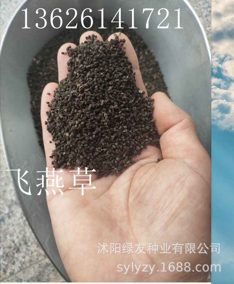 多年生观赏草本飞燕草种子 大花飞燕草