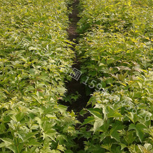 基地供应天目琼花容器苗鸡树条荚蒾杯苗北方耐寒绿化温棚灌丛绿篱