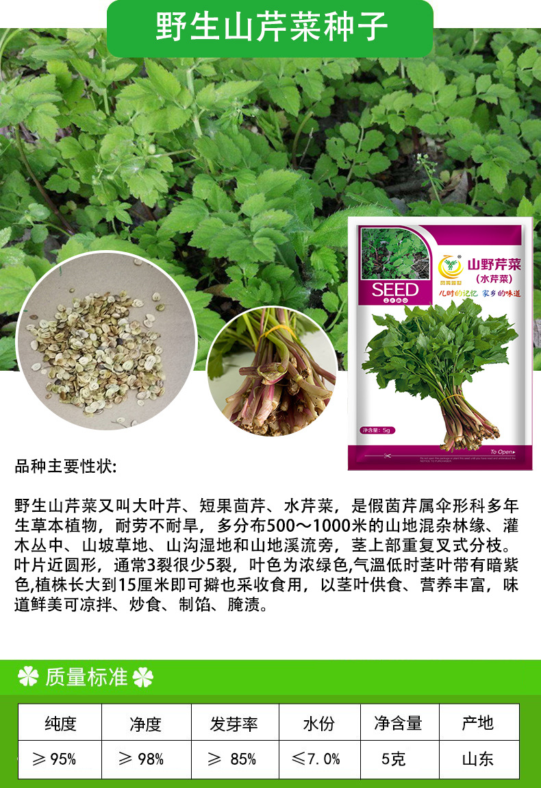 凤鸣雅世 野生山芹菜大叶芹种子5克 四季农家蔬菜种子种孑批发