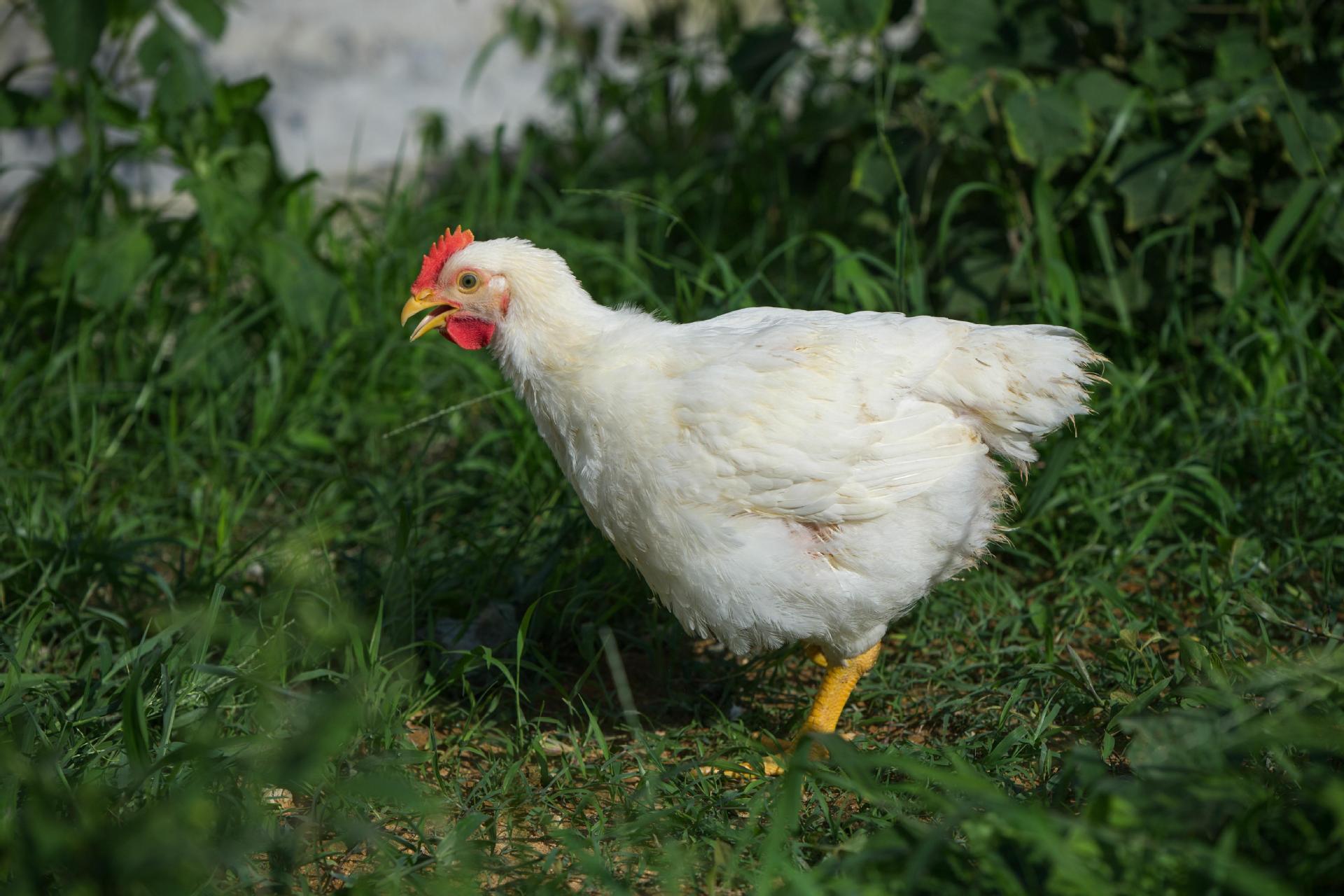 相似快大肉鸡苗批发白羽肉苗817快速肉鸡苗养殖快大白羽鸡苗价格06