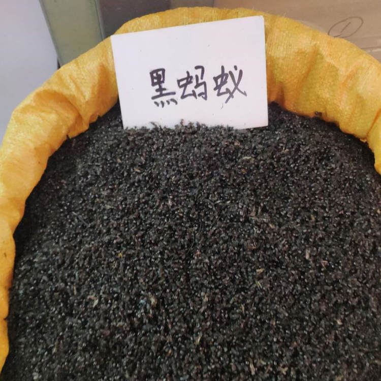 云南文山黑蚂蚁泡酒蚁酸充足黑蚂蚁拟黑多刺蚁泡酒料干小蚂蚁批发