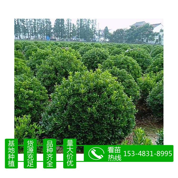 苗圃批发 海棠球 海棠树 精品海棠球 海棠苗 丛生海棠球 树苗小苗