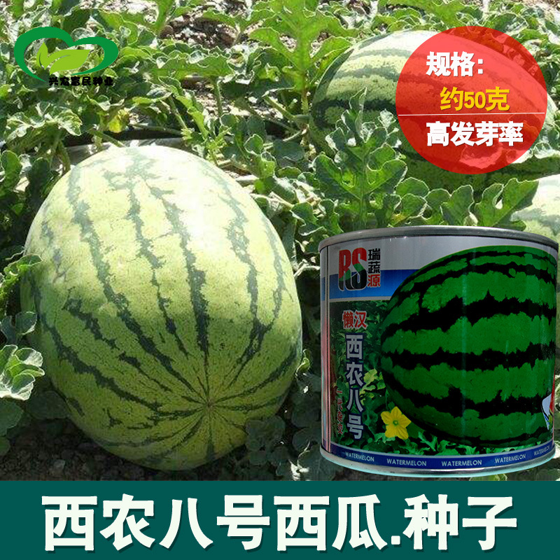 懒汉西农八号西瓜种子农田菜园杂交中熟大果椭圆甜脆西瓜籽