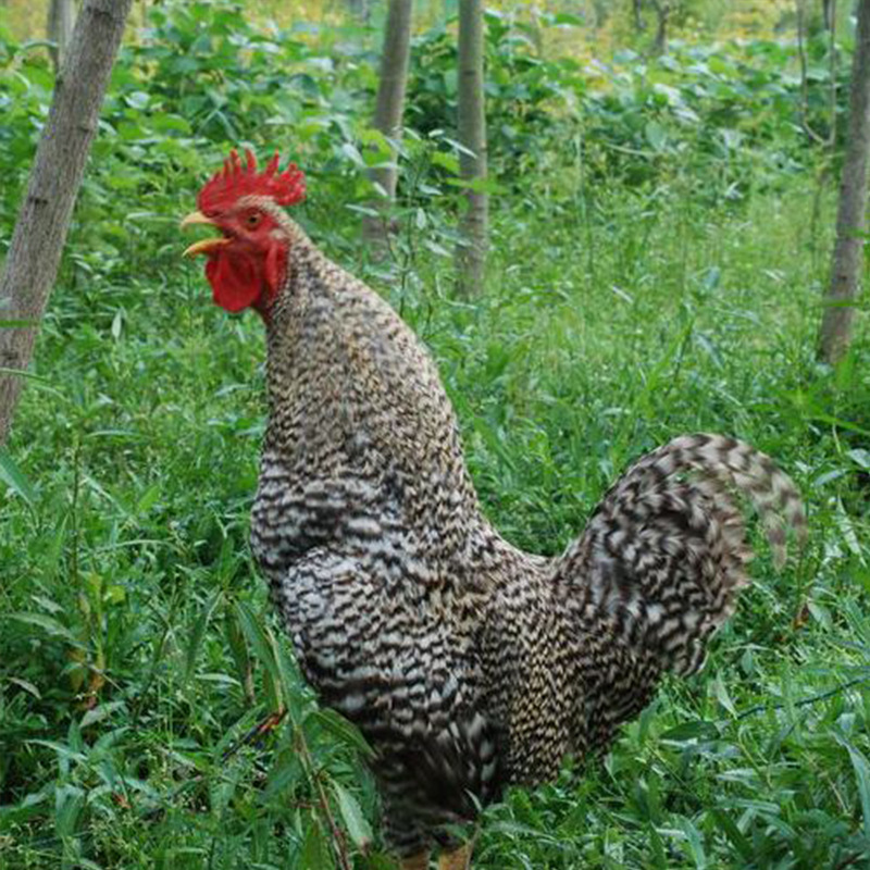 芦花鸡 三黄鸡 贵妃鸡活体 贵妃鸡脱温鸡苗