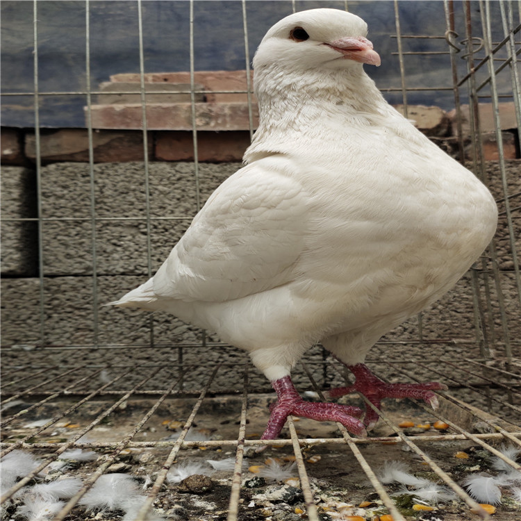 厂家直销广场鸽 落地王种鸽 白羽王种鸽 隆航 价格优惠现货供应