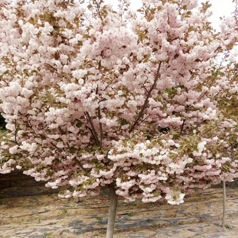 1-20公分普贤象樱花树规格齐全 山东普贤象樱花小苗基地的价格