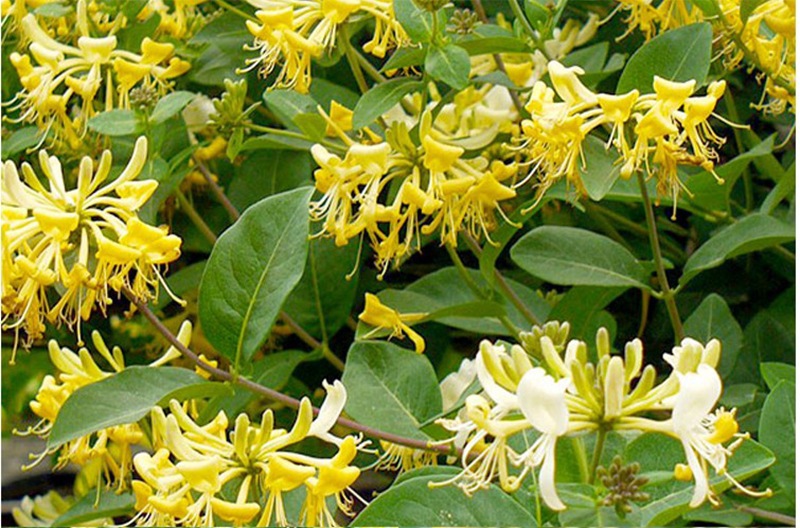 爬藤金银花苗 黄白金银花攀援植物爬藤植物金银花树苗 当年开花