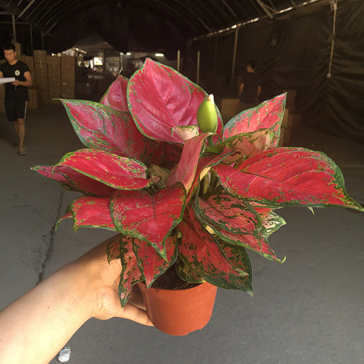 红颜红伊人如意皇后观叶小盆栽绿植花卉吉祥吉利红净化空气防辐射