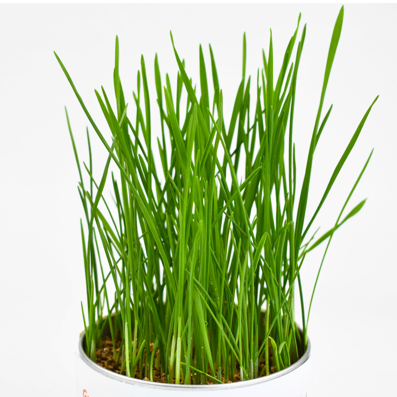 新品罐头猫草 懒人猫草 猫吐毛球化毛草 小麦草猫草