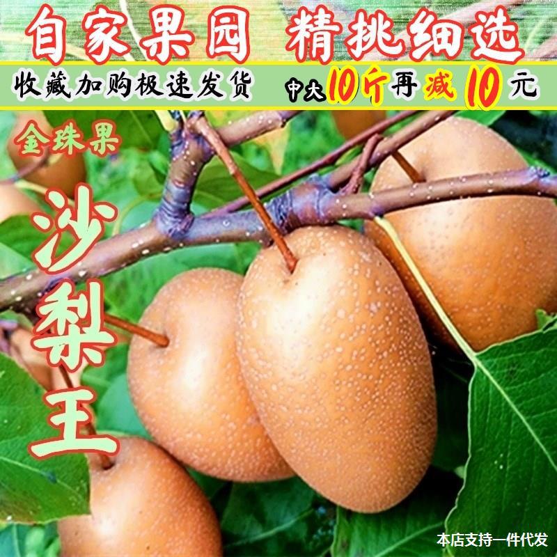 洛宁金珠果沙梨王5斤酸甜酥脆小黄梨秋月梨非红香酥 有野沙梨