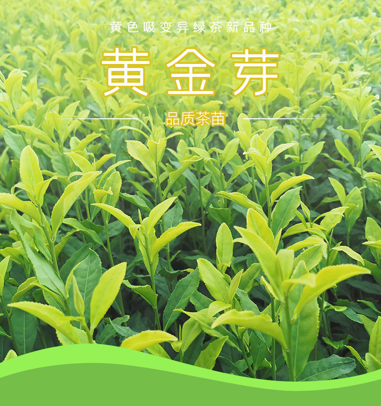 茶苗黄金芽