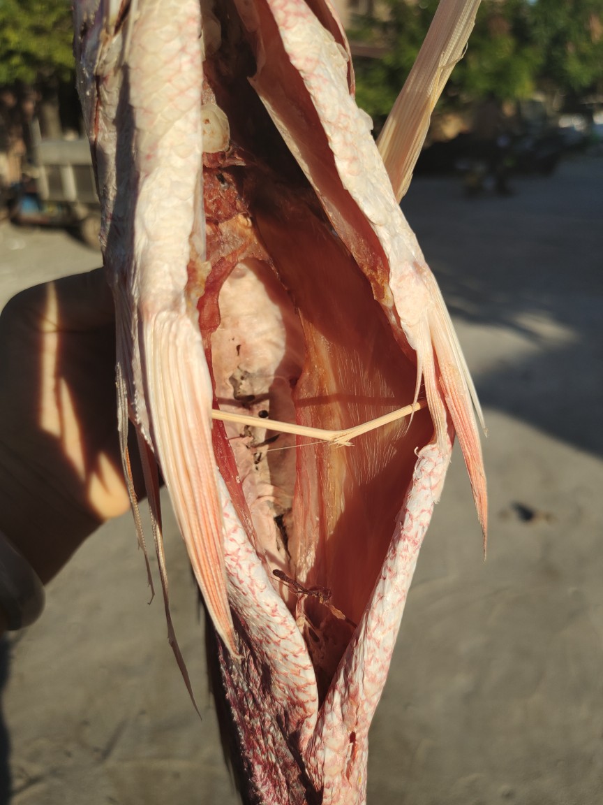 批发北海红鱼干度足漂亮2斤左右/条带头去肚红鱼干货 按条卖