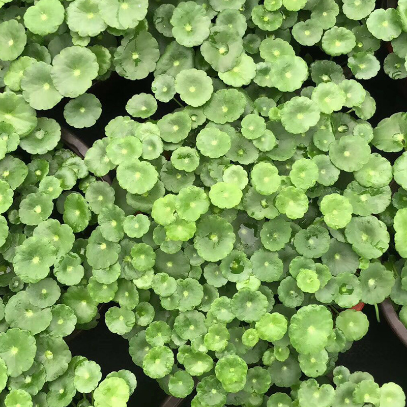 铜钱草水培植物 办公室桌面盆栽金钱草花卉 室内清新水养绿植
