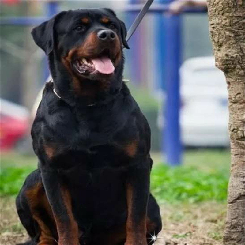 罗威纳幼犬巨型