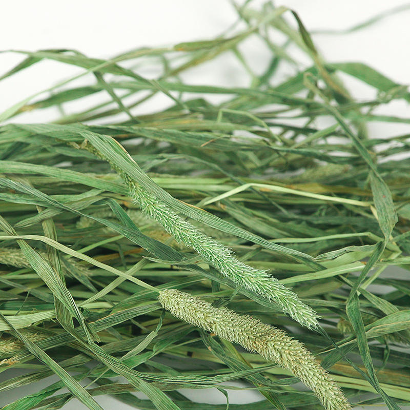 苜蓿草叶子叶子手工新到嫩绿紫花苜蓿子陆龟龙猫天竺鼠牧草兔粮-报价