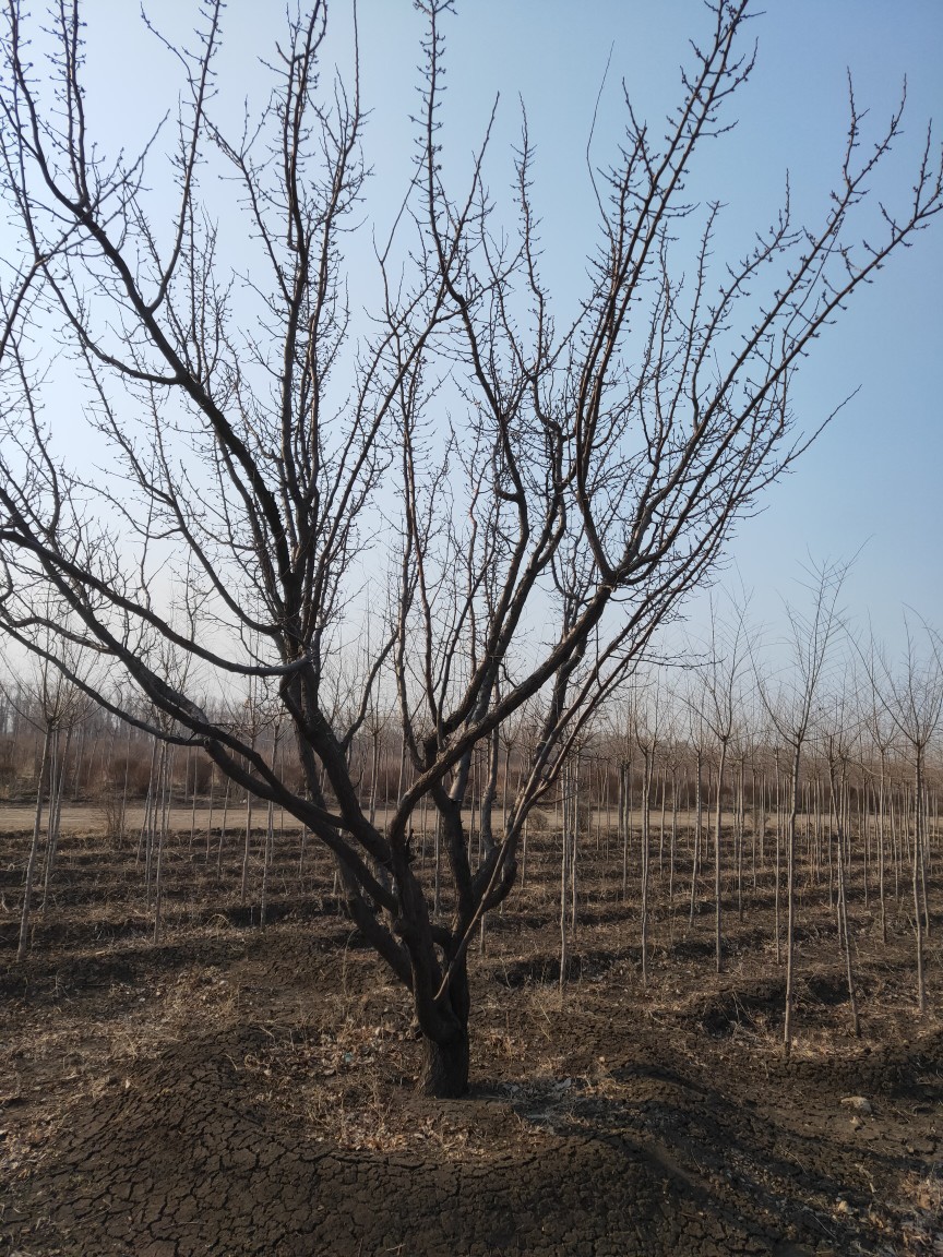 0成交0棵苗圃供应山杏树苗 丛生山杏 辽东北耐寒大扁山杏 园林绿化