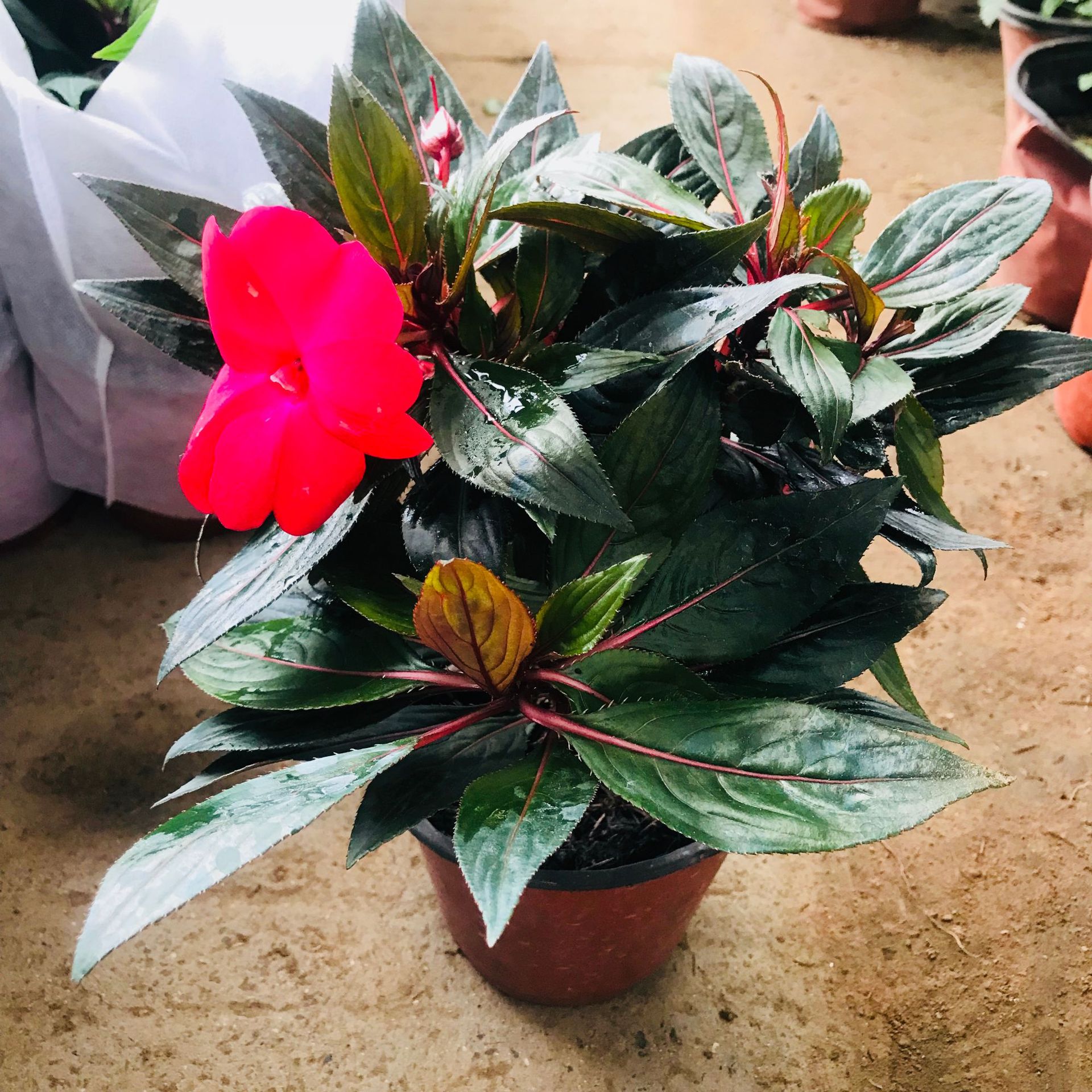 大棚批发销售绿植盆栽 室内阳台花卉 凤仙小盆栽办公桌面观花绿植