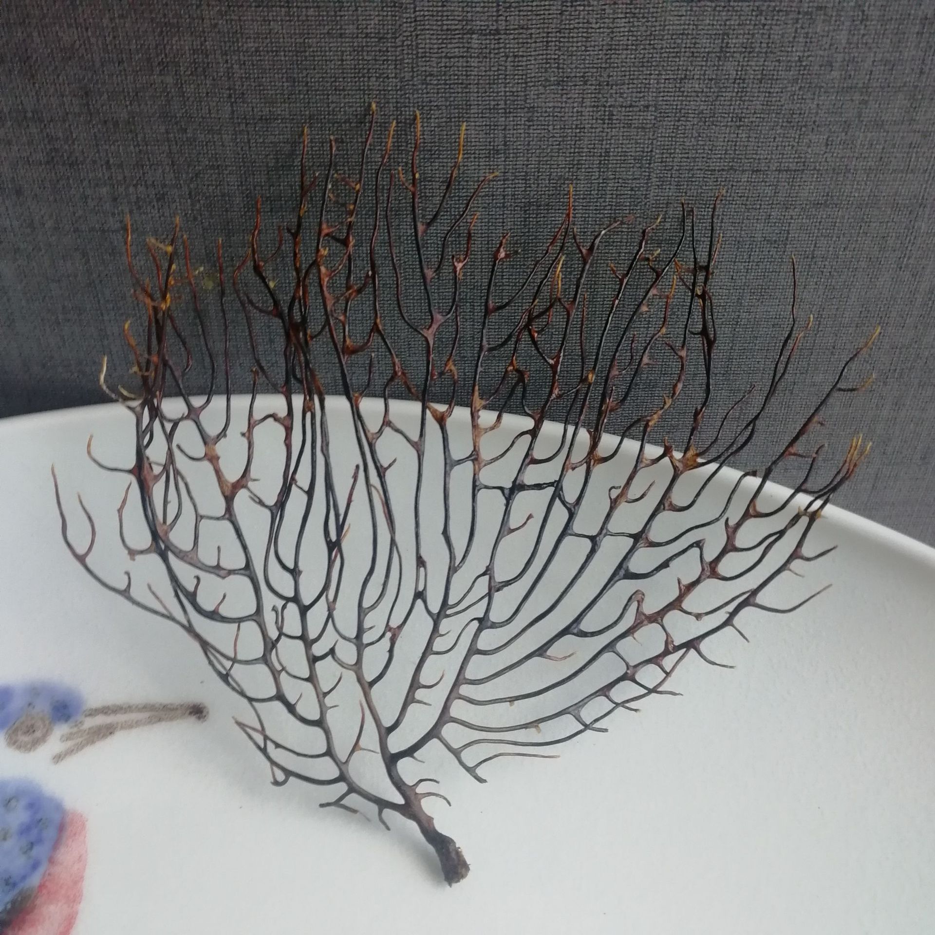 a 有称斤-diy菲律宾 海铁树黑珊瑚草贝壳海螺 鱼缸瓶微景观装饰