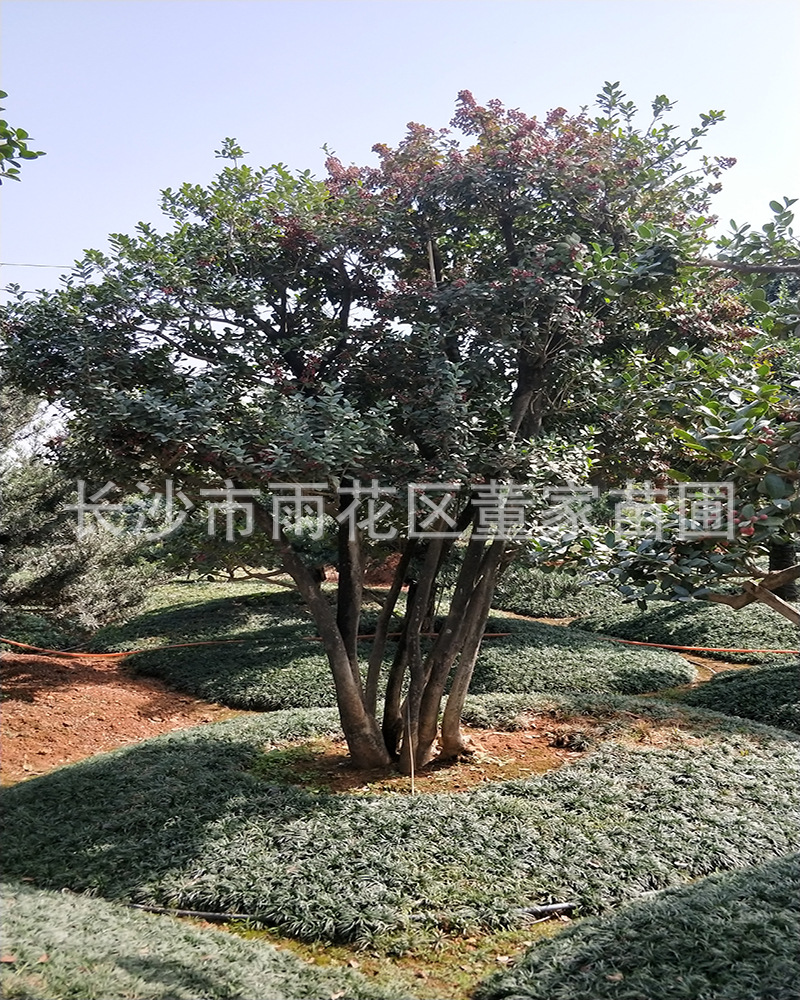 供应丛林式枸骨 多杆枸骨 无刺枸骨景观大树 大量供应