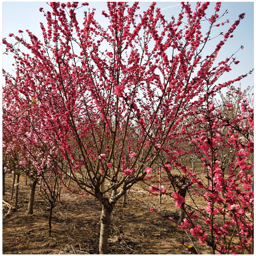 山东红叶碧桃树苗批发 3公分5公分8公分10公分龙柱碧桃树装车价格