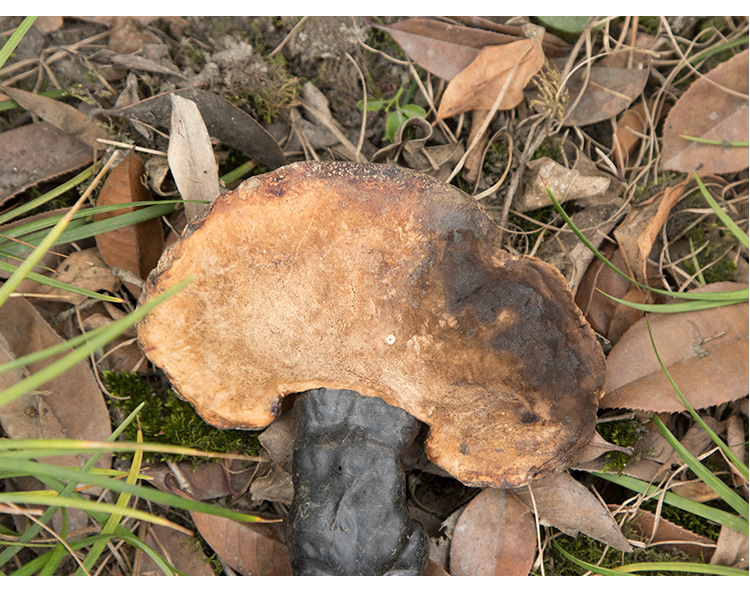 灵芝1斤起 西藏白心灵芝不熏硫菌香味浓郁灵芝 量大从优