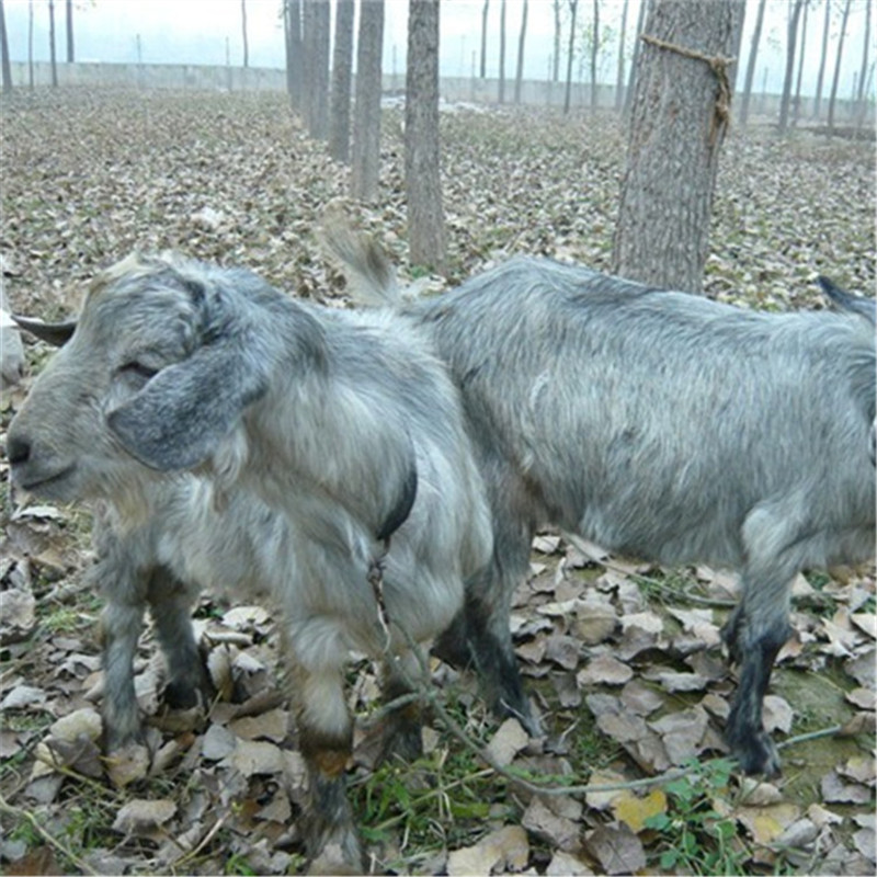 养殖场出售青山羊 青山羊多少钱一斤  青山羊价格