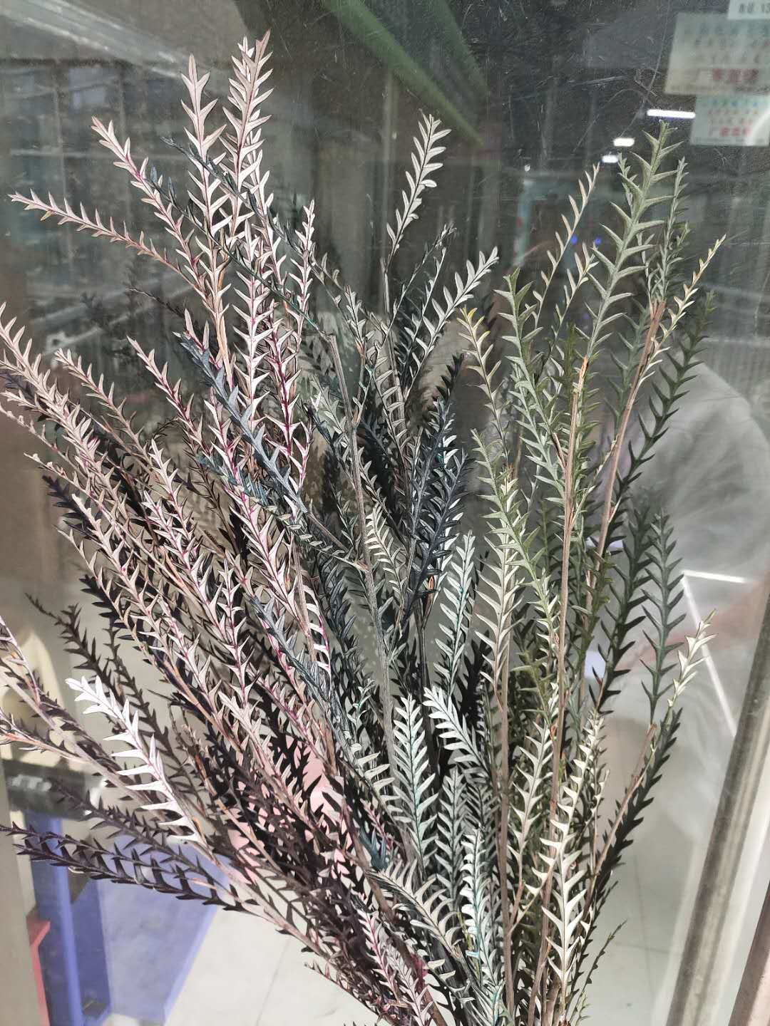 【剑齿叶】叶材 锯齿叶 羊齿叶 剑齿叶 花束花盒材料