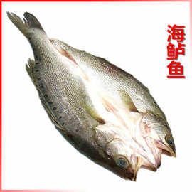 0生产加工|山东莱州市南长区圣文水产品店主营:巴沙鱼;白鮰鱼;草鱼;海