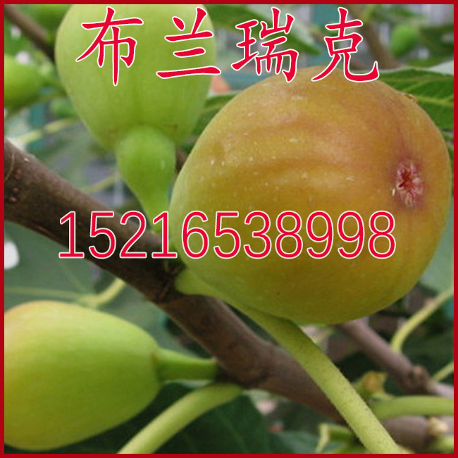 布兰瑞克 无花果苗 盆栽地栽 青皮 波姬红 无花果树苗 园林 苗木