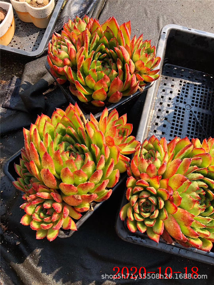 868云南多肉植物批发 雪鹰群生 姬明镜群多肉品种 金黄色状态