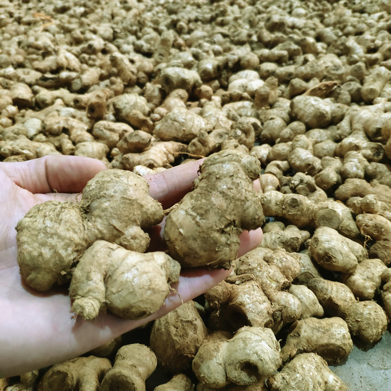 四川小黄姜老姜小姜母8斤竹根姜农家新鲜生姜土姜新品月子姜包邮